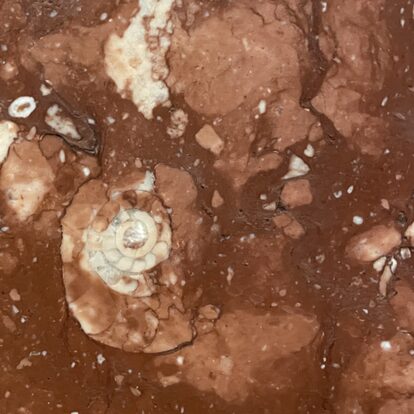 Red rock close up with fossil